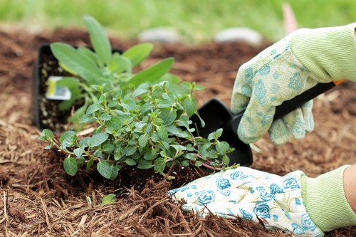 Selection of native plants for Wandsworth gardens